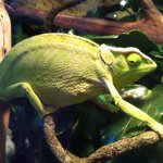 Profile Picture of Shari & Matt (@funhouseexotics) on Instagram