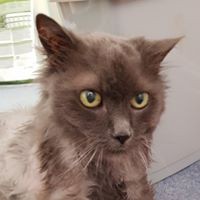 Profile Picture of Peter Sheil (@peter-sheil-2) on Quora