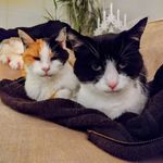 Gaenor Witney - Instagram Profile Picture of Gaenor Witney (@gaenorwitney) on Instagram