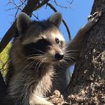 Profile Picture of Kathy grossman (@raccoongoddess) on Instagram