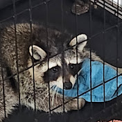 Profile Picture of Christopher Ferguson (@christopherferguson2251) on Youtube