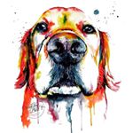 Profile Picture of Adestre seu Dogguinho (@adestre.seu.dogguinho) on Instagram