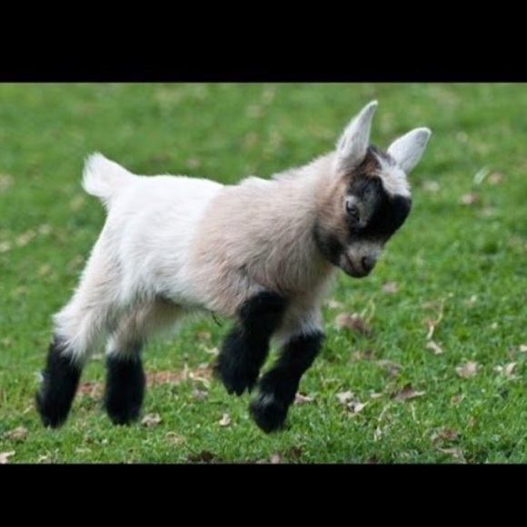 Profile Picture of Sarah Borley (@sarahborley) on Poshmark