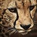 Profile Picture of james man (@dustyulmer0350) on Pinterest