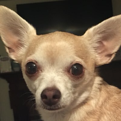 Profile Picture of Shawna Matthews (@rockyBeagan474) on Twitter