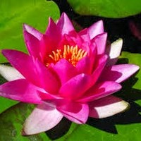 Profile Picture of Lily He (@lily-he-32) on Quora