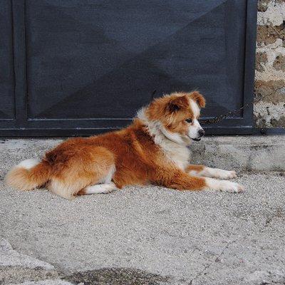 Profile Picture of Leonardo Morsilli (@morsilli) on Twitter