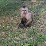 Profile Picture of Jeffrey (@_.jeff_the_monkey._) on Instagram