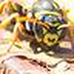 Profile Picture of Seth Gray (@seth gray) on Flickr