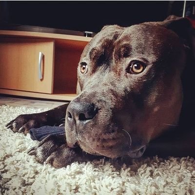 Profile Picture of Joel Kovacs (@majidbni52) on Twitter