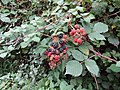 Profile Picture of Rubus - Wikipediaon Wikipedia
