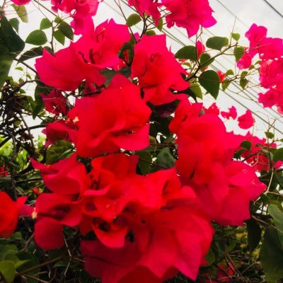 Profile Picture of Lorelaaaay (@LorenaTorralba4) on Twitter