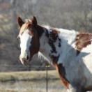 Profile Picture of The Barnwood Shack (@cindybroth) on Pinterest