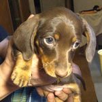 Profile Picture of #sherri_dachshund (@sherri_dachshund) on Instagram