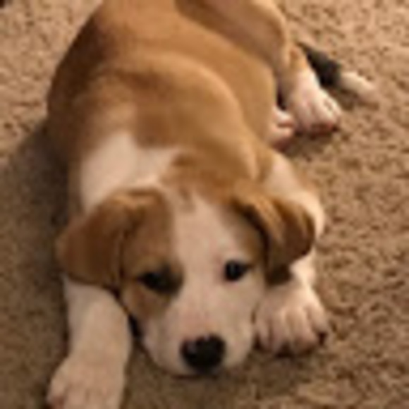 Profile Picture of Gena Wesche (@gwesche) on Poshmark