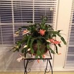 Profile Picture of Nancy Fowler (@fowler.nancy) on Instagram