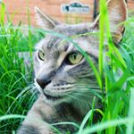 Profile Picture of 🐱Oliver Jim 🐱 (@olivers.wrld) on Instagram