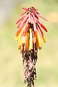 Profile Picture of Kniphofia thomsoniion Wikipedia