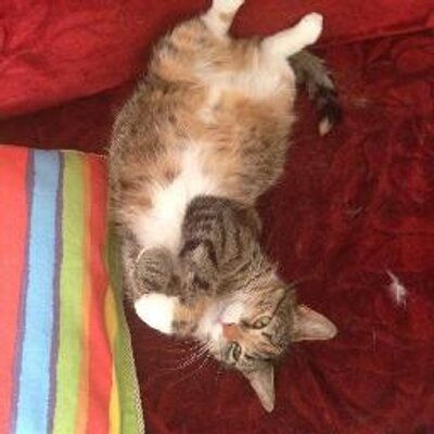 Profile Picture of Madison Stephens (@Madison_kitty) on Twitter