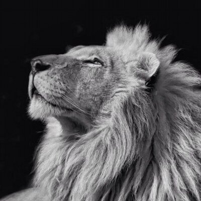 Cindy Cone - Twitter Profile Picture of Cindy Cone (@safari_cindy) on Twitter