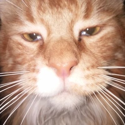 Profile Picture of Pamela Salvato (@PamelaSalvato1) on Twitter