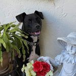 Profile Picture of Steve (Stamatis) Zeris (@pawzupllc) on Instagram