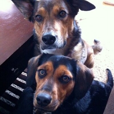 Profile Picture of Matt Dimler (@mcdims) on Twitter