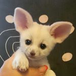 Profile Picture of Лиса Люся фенек fennec fox (@lisaliusia) on Instagram