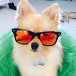 Profile Picture of Tyler’s Ruff Life 🐾 (@tylers.ruff.life) on Instagram