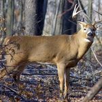 Profile Picture of Chet Casey Coffey (@chetcaseycoffey) on Instagram