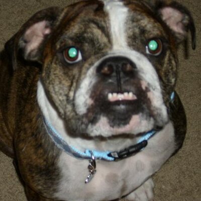 Profile Picture of Olivia Wilhelm (@diddlydi1960) on Twitter