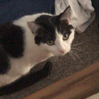 Profile Picture of Deni Hive Secretary (@jeffleppard16) on Twitter