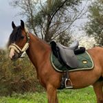 Profile Picture of 🐴•𝕍𝕖𝕣𝕠𝕟𝕚𝕖 (@pluk.official) on Instagram