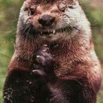 Chris Swingle - Instagram Profile Picture of Chris Swingle (@nukezdoc) on Instagram