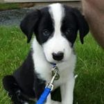 Profile Picture of Al Chisholm (@al.chisholm) on Instagram