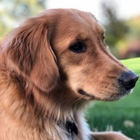 Profile Picture of Ayah Alsheikha (@ayah-alsheikha) on Quora