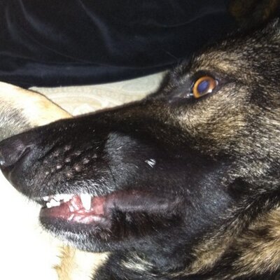 Profile Picture of Michael Mollo (@MolloMichael) on Twitter