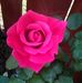 Profile Picture of Dora Barraza (@dora.barraza.108) on Facebook