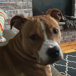 Profile Picture of brady_the_pibble (@brady_the_pibble) on Instagram