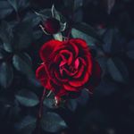 Profile Picture of Cameron Swartz (@cameron14swartz) on Instagram