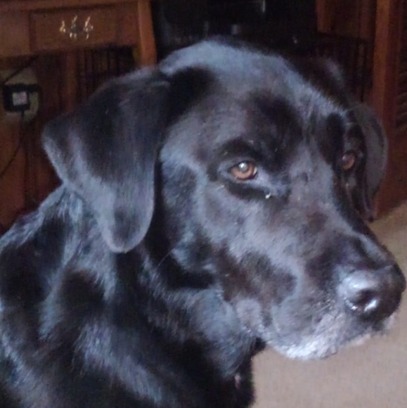 Profile Picture of Donna Guy (@ziondkg) on Poshmark