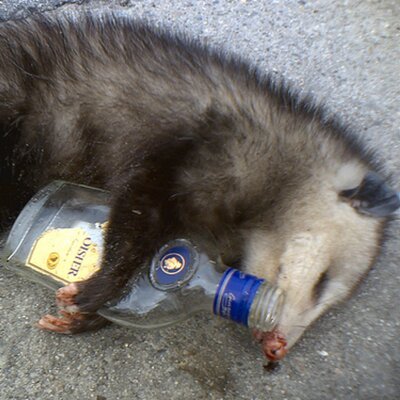 Profile Picture of Buddy Daniels (@possumsrule_) on Twitter