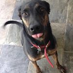 Profile Picture of Charlie Cisneros (@charlie_goodboy_brown23) on Instagram