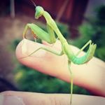 Profile Picture of James (@mantis_farms) on Instagram