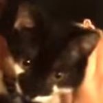 Profile Picture of Michael Malakouti (@michaelmalcoki) on Instagram