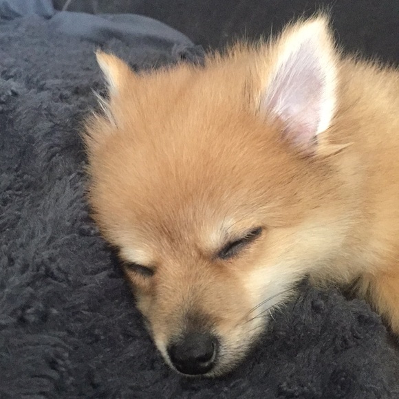 Profile Picture of Brad White (@whitehousetrio) on Poshmark