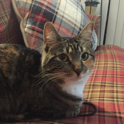 Profile Picture of Stella Coffey (@StellaCoffey49) on Twitter