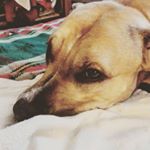 Julia Nickerson - Instagram Profile Picture of Julia Nickerson (@knobelsma2) on Instagram