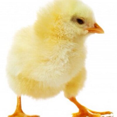 Profile Picture of Bob Kagamine (@NeverBeinNugget) on Twitter