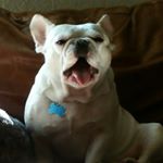 Profile Picture of Gizmo (@andrew_hinman1) on Instagram